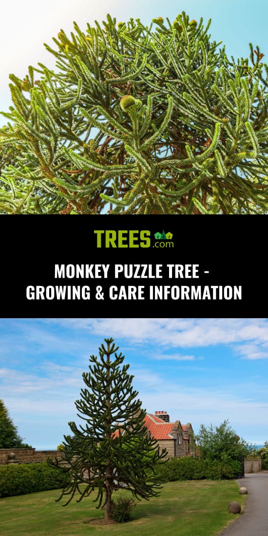 Monkey Puzzle Tree - Growing & Care Information