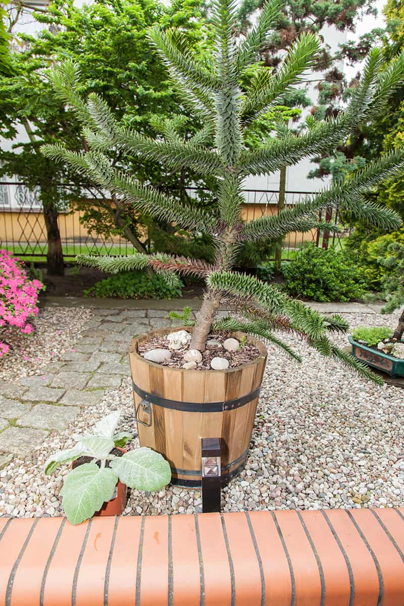 Monkey Puzzle Tree Growing