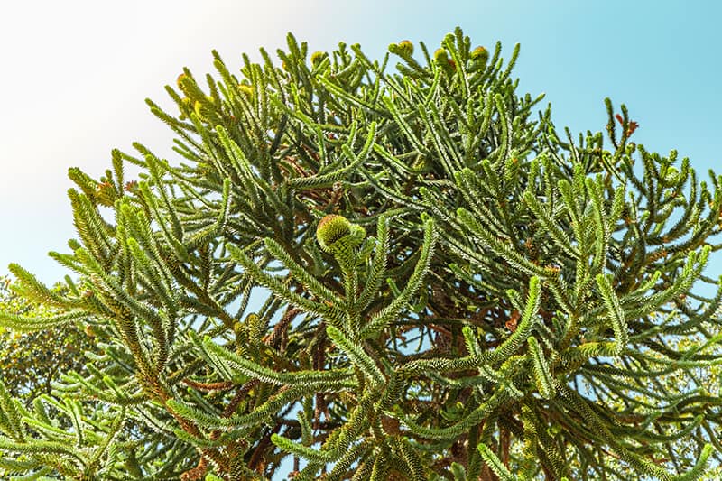Monkey Puzzle Tree Light