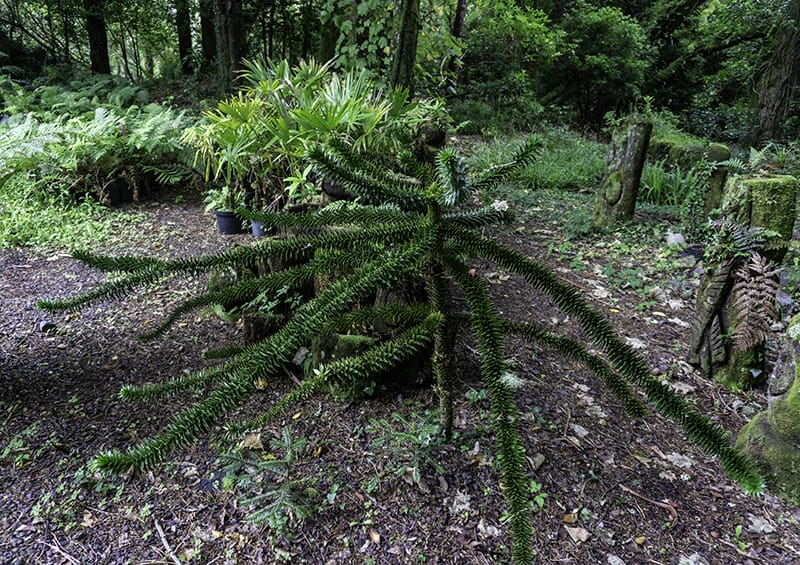 Monkey Puzzle Tree Soil and Water