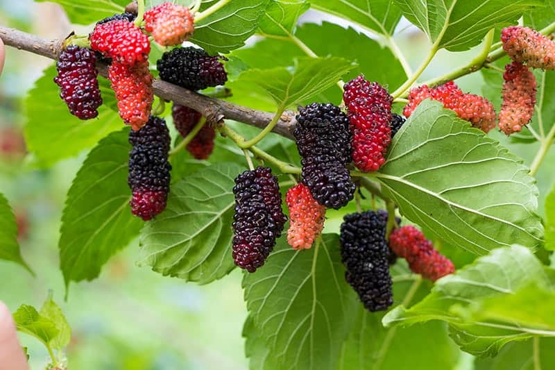 Mulberry fruit