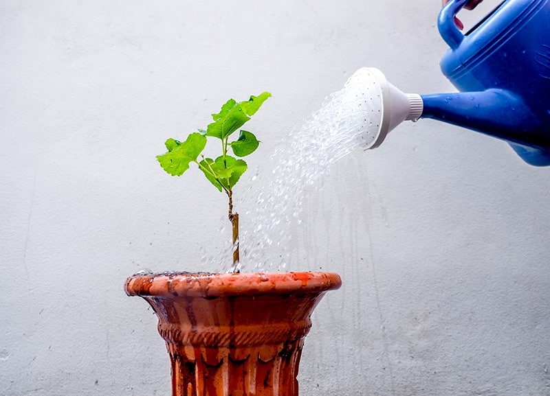 Mulberry watering
