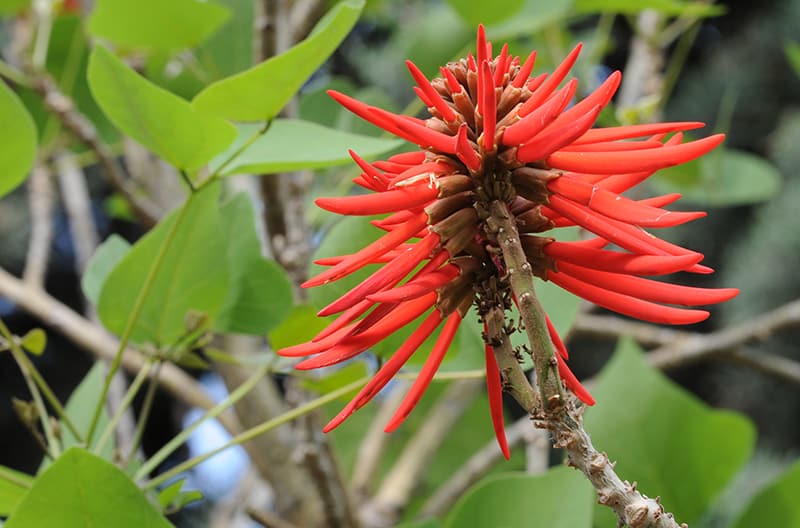 Naked Coral Tree