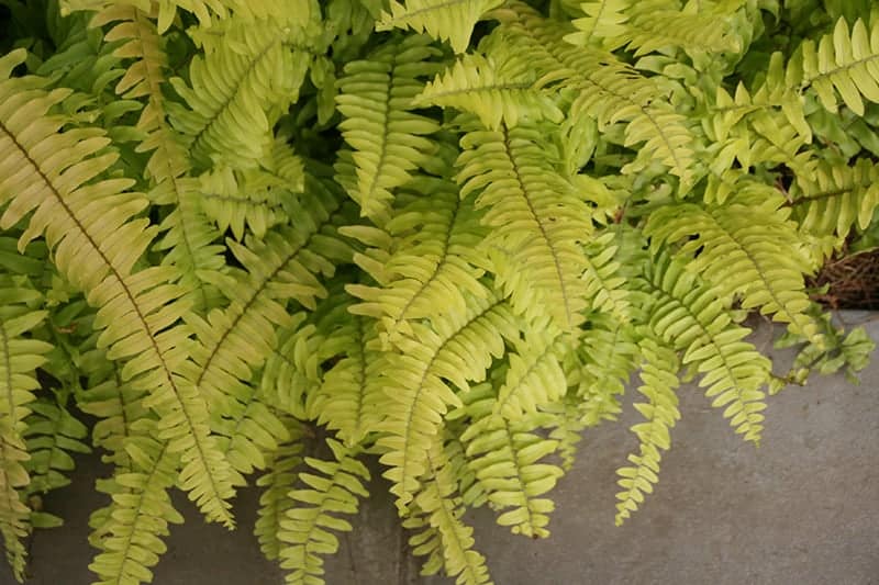 Nephrolepis exaltata 'Golden Boston '