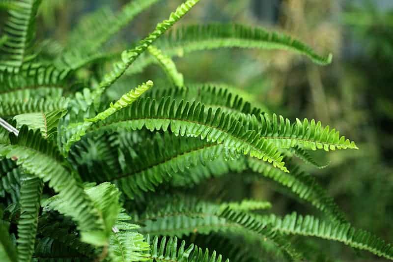 Nephrolepis exaltata The Sword Fern leaves close up