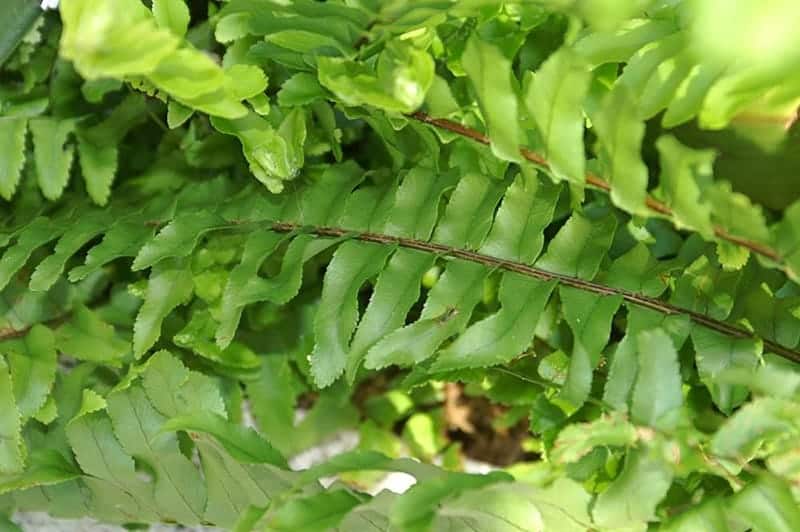 Nephrolepis exaltata ‘Whitmanii’