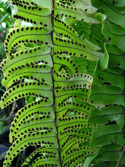 Nephrolepis exaltata hawaiiensis