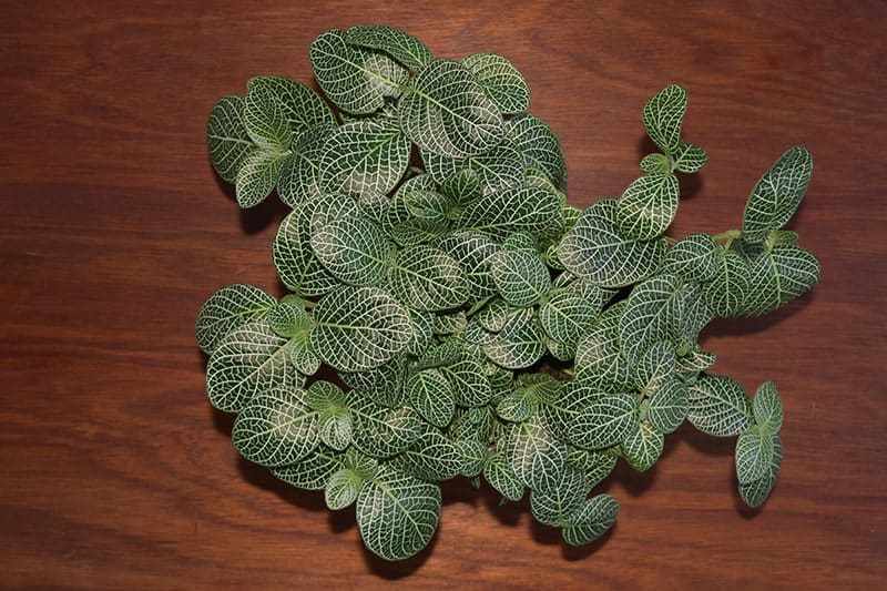 Nerve plant