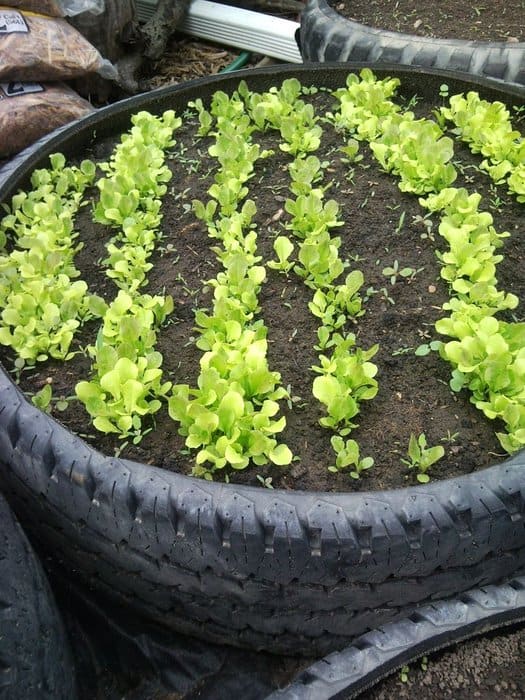 Old automobile tire raised bed