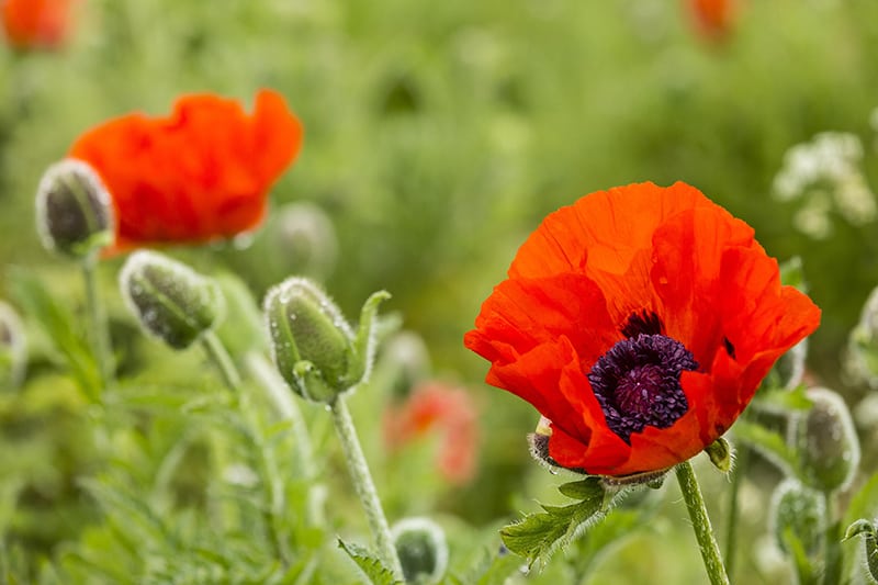 Oriental Poppy