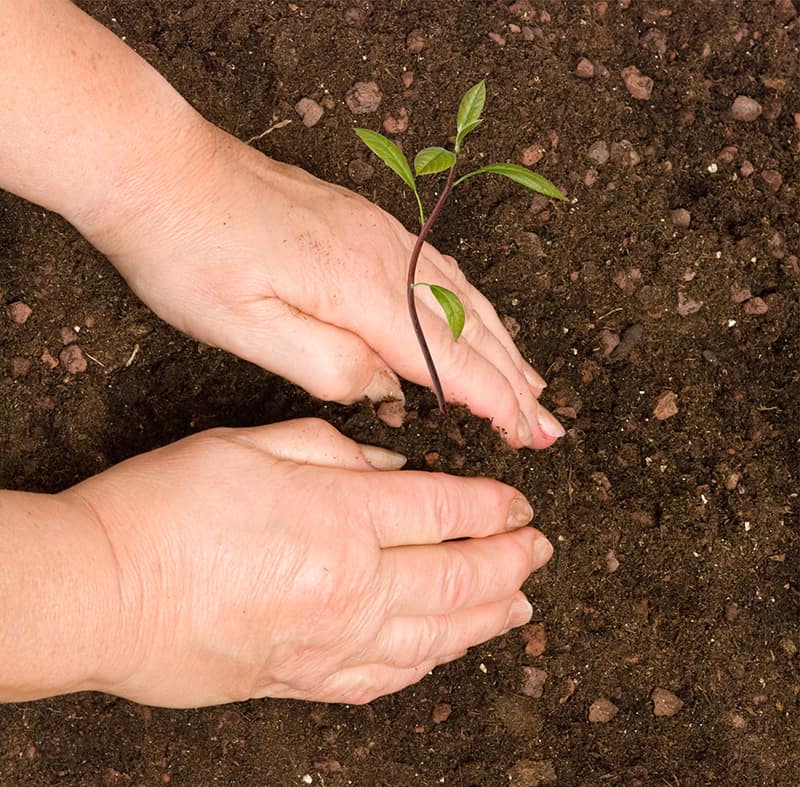 Outdoor Planting
