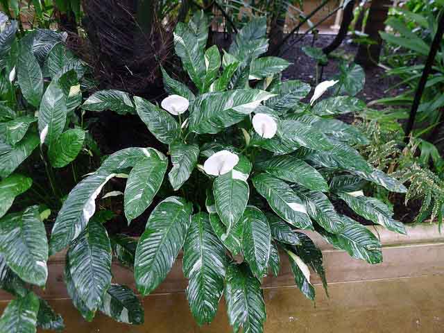 Peace Lily (Spathiphyllum) Domino