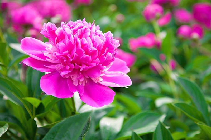 Peony