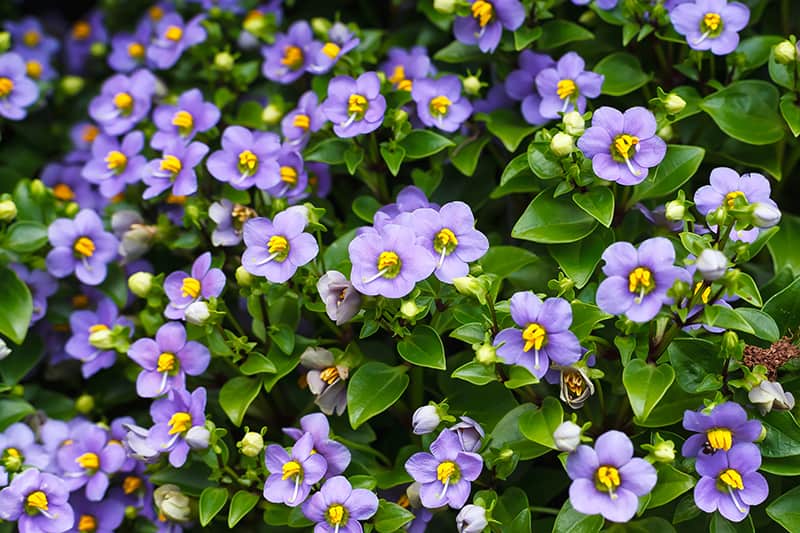 Persian Violet