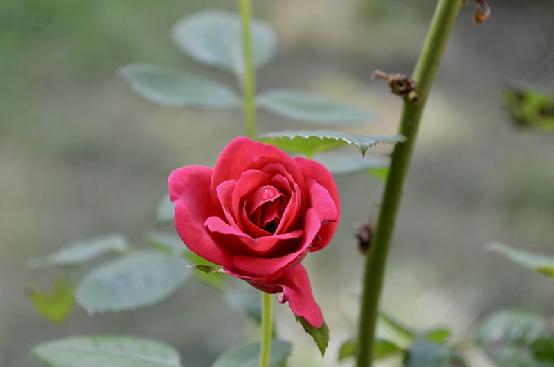 Pink Double Knockout Rose