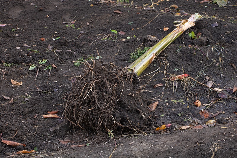 Planting in the Ground