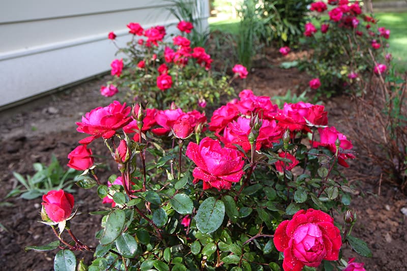 Propagating Double Knockout Rose