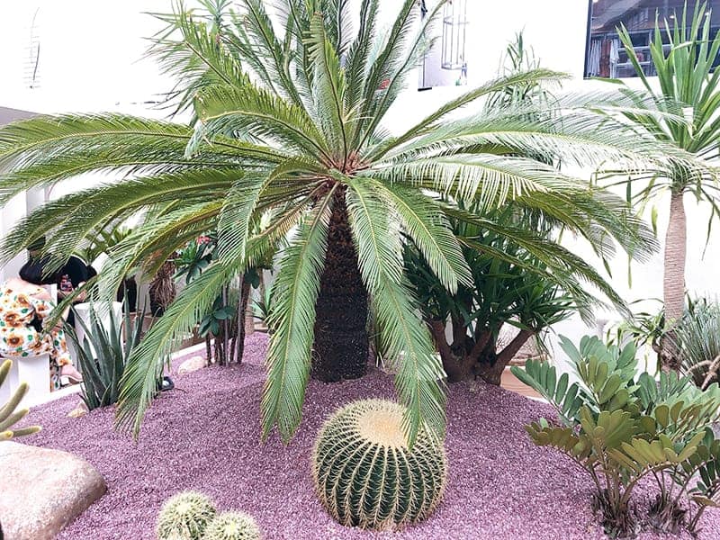 Purple Paradise