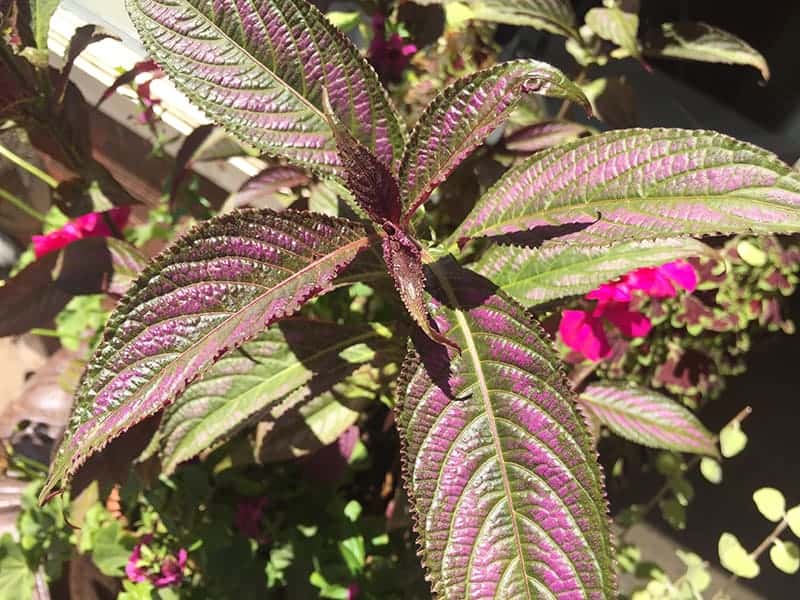 Purple Plant under sunlight
