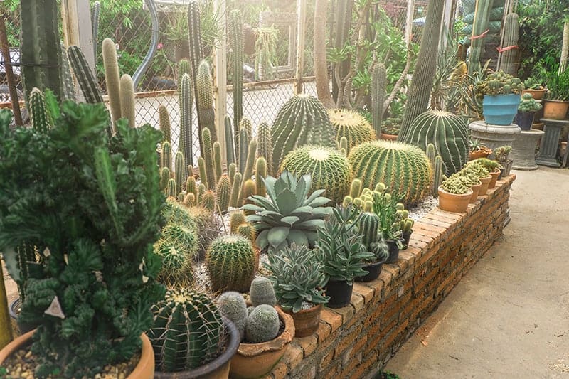 Raised Cactus Bed