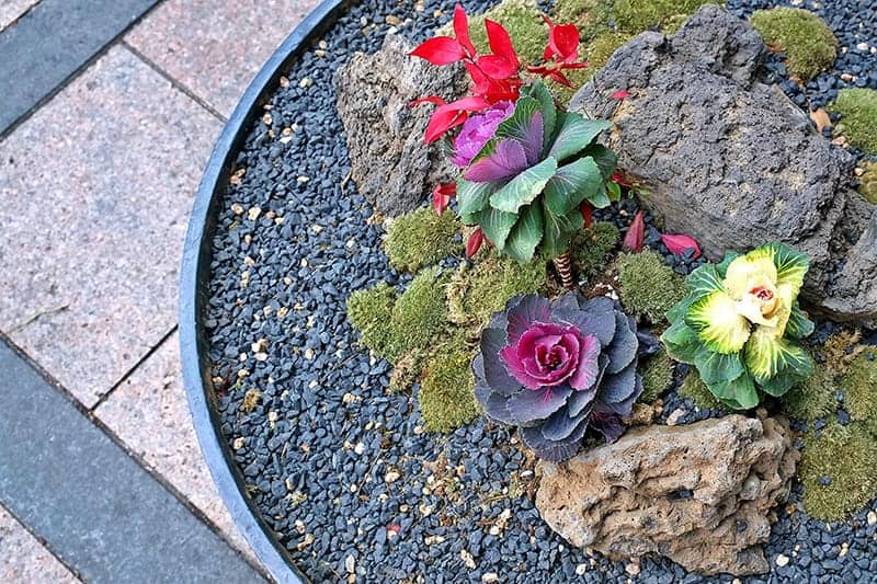 Rocking Rock Garden