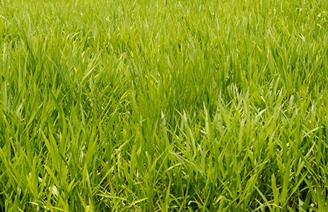 Ryegrass