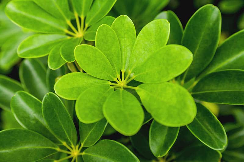 Umbrella Plant How To Grow And Care For The Schefflera Arboricola Trees Com