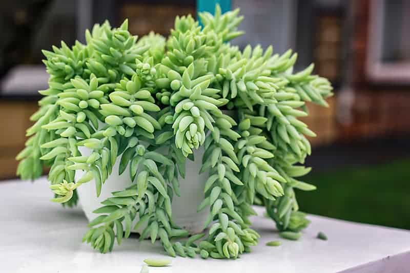 Sedum morganianum (burro's tail)