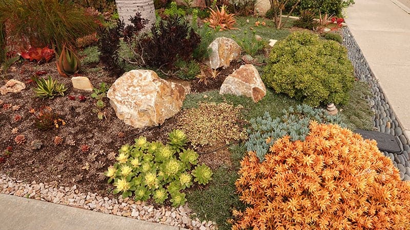 Showy Succulents