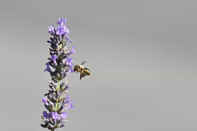 Solitary Bees
