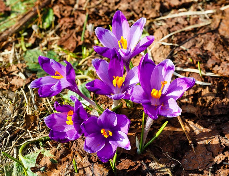 Spring Crocus