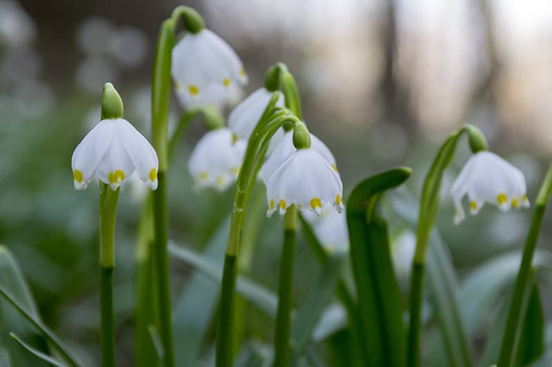 Spring Snowflake