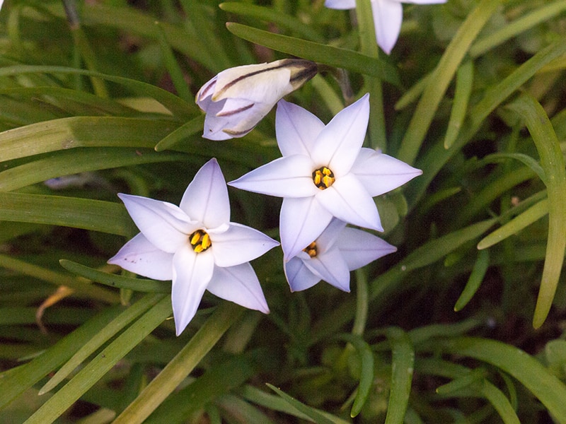 Spring Starflower