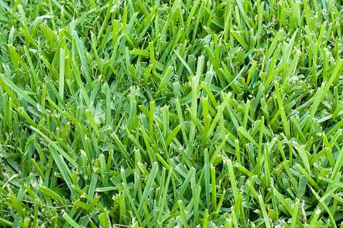 St Augustine Grass