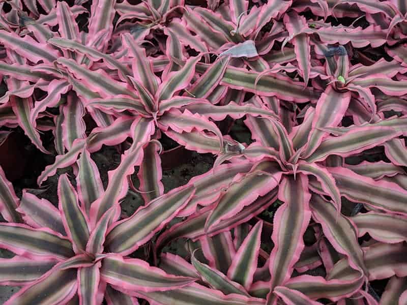 Starfish plant