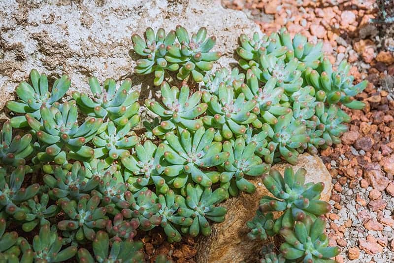 Stonecrop