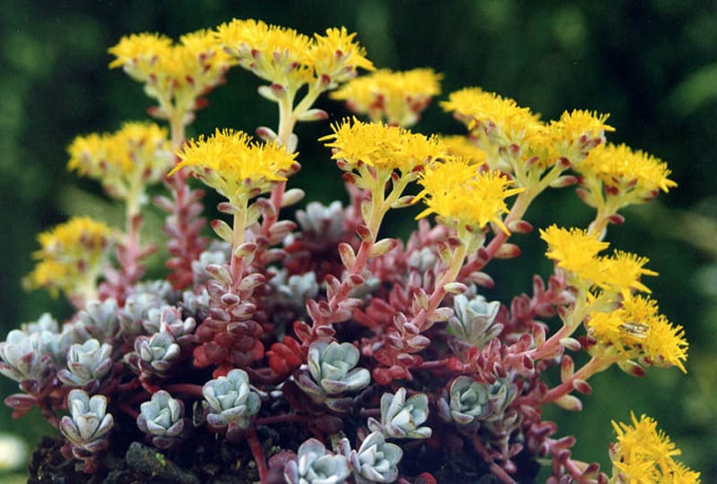 Stonecrop