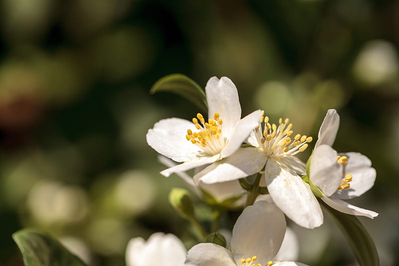 Syringa