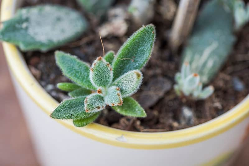 Take several leaves from panda plants to propagate