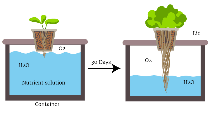 The Passive Bucket Kratky Method