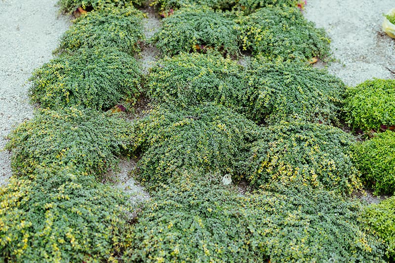 Thymus serpyllum 'Elfin'