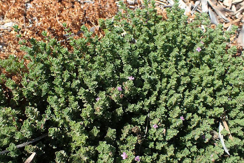 Thymus serpyllum ‘Pink Chintz’