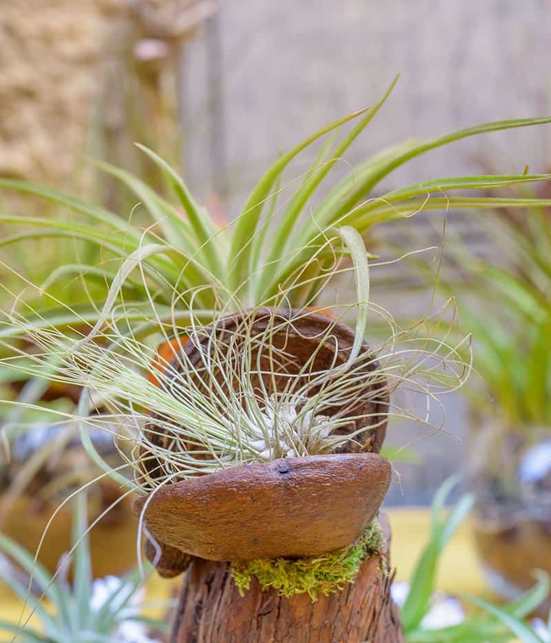 Tillandsia plants enjoy indirect light