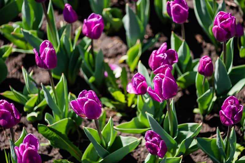 Tulip
