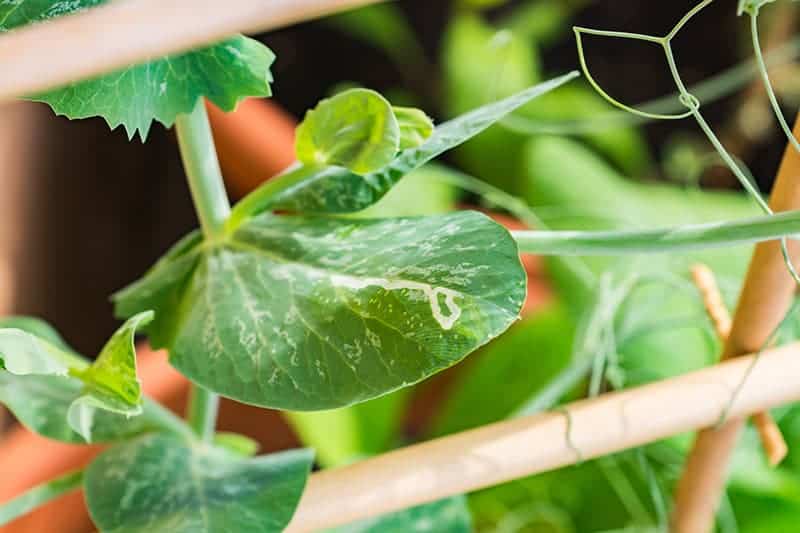 Vegetable Leafminer