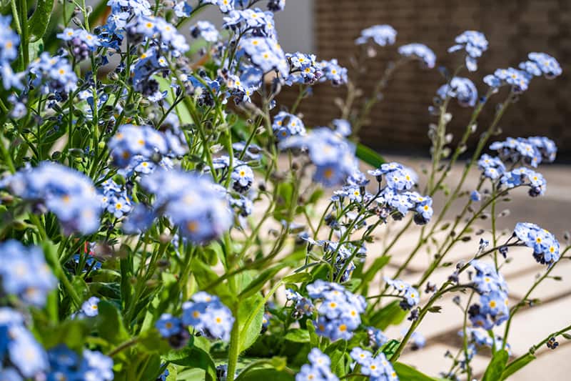 Water Forget-Me-Not
