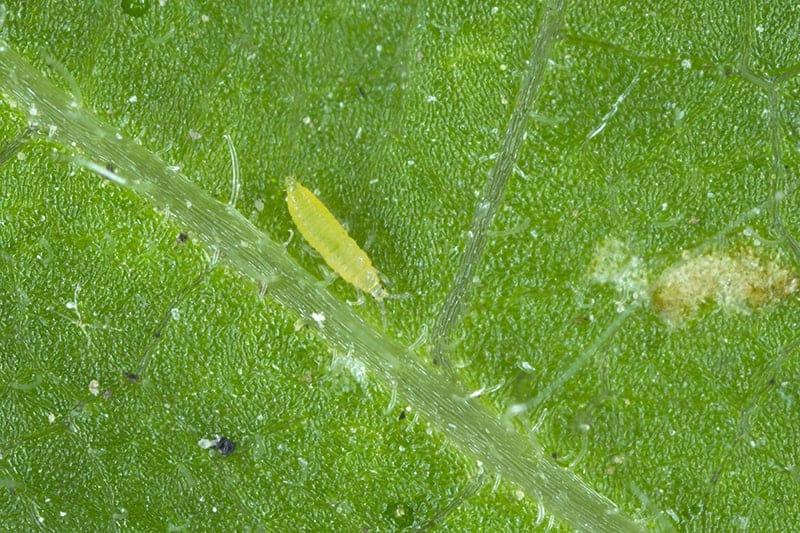 Western Flower Thrips