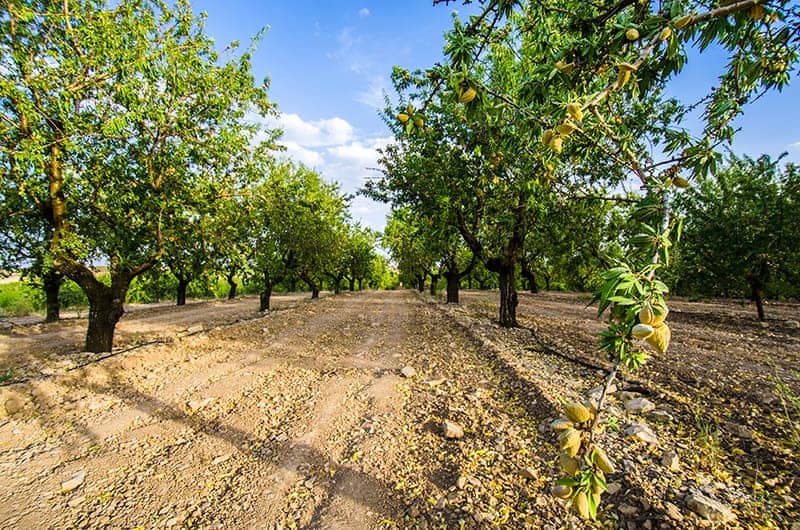 almond trees in the sunlight