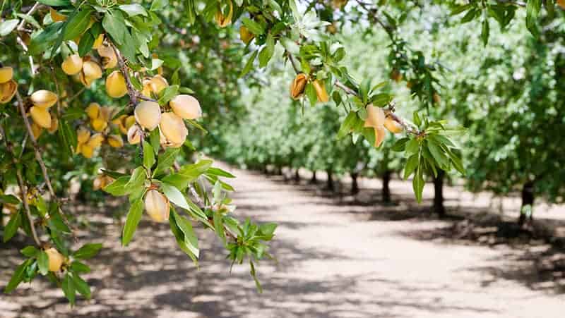 almond trees like long hot summer temperature