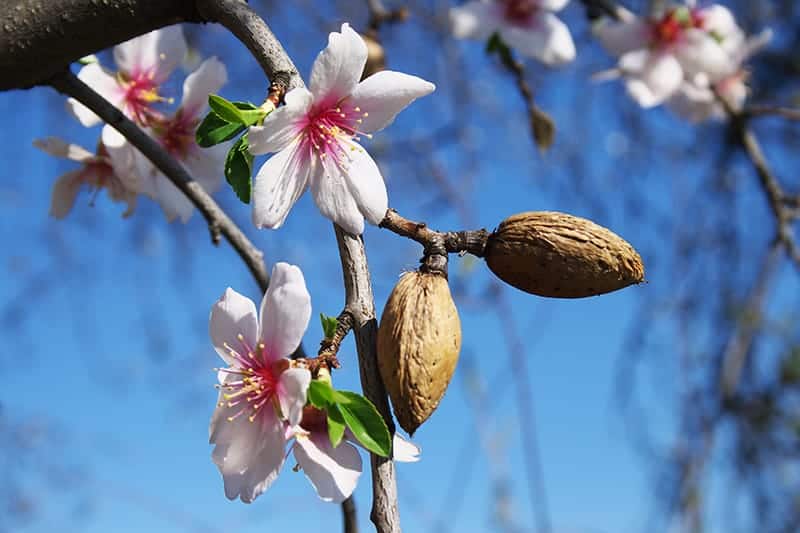 Almond trees varieties
